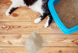 Kitty litter