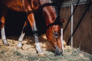 Photo by Lily Banse Horse in stable
