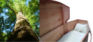 Silver Beech Tawhai Archetype